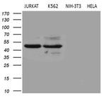 BLZF1 Antibody in Western Blot (WB)