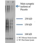 PCLO Antibody in Western Blot (WB)