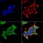 GABRA4 Antibody in Immunocytochemistry (ICC/IF)