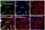 Phospho-Histone H2A.X (Ser139) Antibody in Immunocytochemistry (ICC/IF)