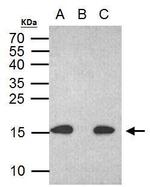 Phospho-Histone H2A.X (Ser139) Antibody in Immunoprecipitation (IP)