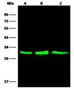 Adenylate Kinase 4 Antibody in Western Blot (WB)