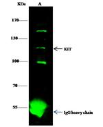 c-Kit Antibody in Immunoprecipitation (IP)