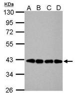 Nanog Antibody in Western Blot (WB)