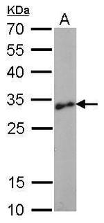LIN28A Antibody in Western Blot (WB)