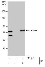 Lamin A/C Antibody in Immunoprecipitation (IP)