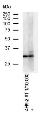 DAPP1 Antibody in Western Blot (WB)