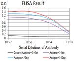 BCL9L Antibody in ELISA (ELISA)