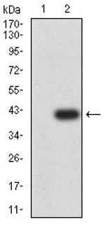 CD3g Antibody in Western Blot (WB)