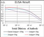 CLGN Antibody in ELISA (ELISA)