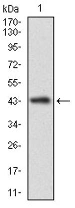 CLGN Antibody in Western Blot (WB)