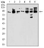 Gemin 3 Antibody in Western Blot (WB)