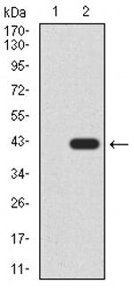 Gemin 3 Antibody in Western Blot (WB)