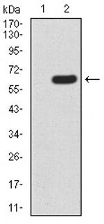 HOXA9 Antibody in Western Blot (WB)