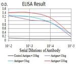 Phospho-4EBP1 (Ser65) Antibody in ELISA (ELISA)