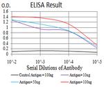 Phospho-Estrogen Receptor alpha (Tyr537) Antibody in ELISA (ELISA)