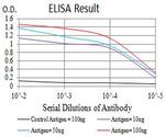 AMPK beta-2 Antibody in ELISA (ELISA)