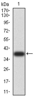 RAB6B Antibody in Western Blot (WB)