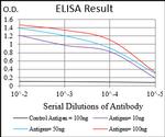 SSTR3 Antibody in ELISA (ELISA)