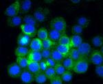 beta Tubulin 2,4 Antibody in Immunocytochemistry (ICC/IF)