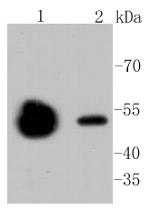 beta Tubulin 2,4 Antibody in Western Blot (WB)