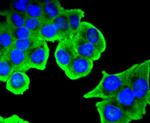 Phospho-SIRT1 (Ser47) Antibody in Immunocytochemistry (ICC/IF)