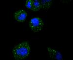 ATF5 Antibody in Immunocytochemistry (ICC/IF)
