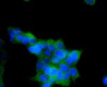 Phospho-AMPK alpha-1 (Ser496) Antibody in Immunocytochemistry (ICC/IF)