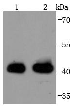 HLA-AB Antibody in Western Blot (WB)