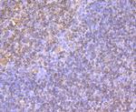 CD74 Antibody in Immunohistochemistry (Paraffin) (IHC (P))