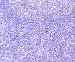 Ku70 Antibody in Immunohistochemistry (Paraffin) (IHC (P))
