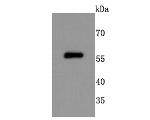 NUR77 Antibody in Western Blot (WB)