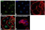 BMAL1 Antibody in Immunocytochemistry (ICC/IF)
