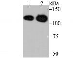 MATR3 Antibody in Western Blot (WB)