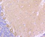 MAPRE3 Antibody in Immunohistochemistry (Paraffin) (IHC (P))