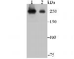 PRP8 Antibody in Western Blot (WB)