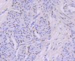MYST1 Antibody in Immunohistochemistry (Paraffin) (IHC (P))