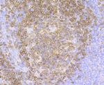 CD79a Antibody in Immunohistochemistry (Paraffin) (IHC (P))