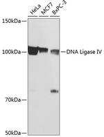 DNA Ligase IV Antibody in Western Blot (WB)