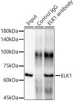 ELK1 Antibody in Immunoprecipitation (IP)