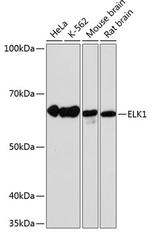 ELK1 Antibody in Western Blot (WB)