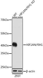 HIF1AN Antibody in Western Blot (WB)