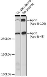 Apolipoprotein B Antibody in Western Blot (WB)