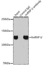 hnRNP U Antibody in Immunoprecipitation (IP)