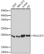 RAC1/RAC2/RAC3 Recombinant Rabbit Monoclonal Antibody (2J4S6)