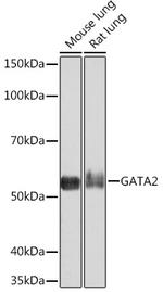 GATA2/GATA3 Antibody in Western Blot (WB)