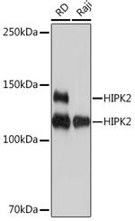 HIPK2 Antibody in Western Blot (WB)