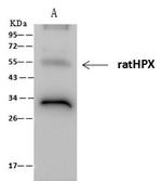 Hemopexin Antibody in Immunoprecipitation (IP)