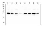 HMG4 Antibody in Western Blot (WB)