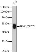 PD-L1 (CD274) Antibody in Western Blot (WB)